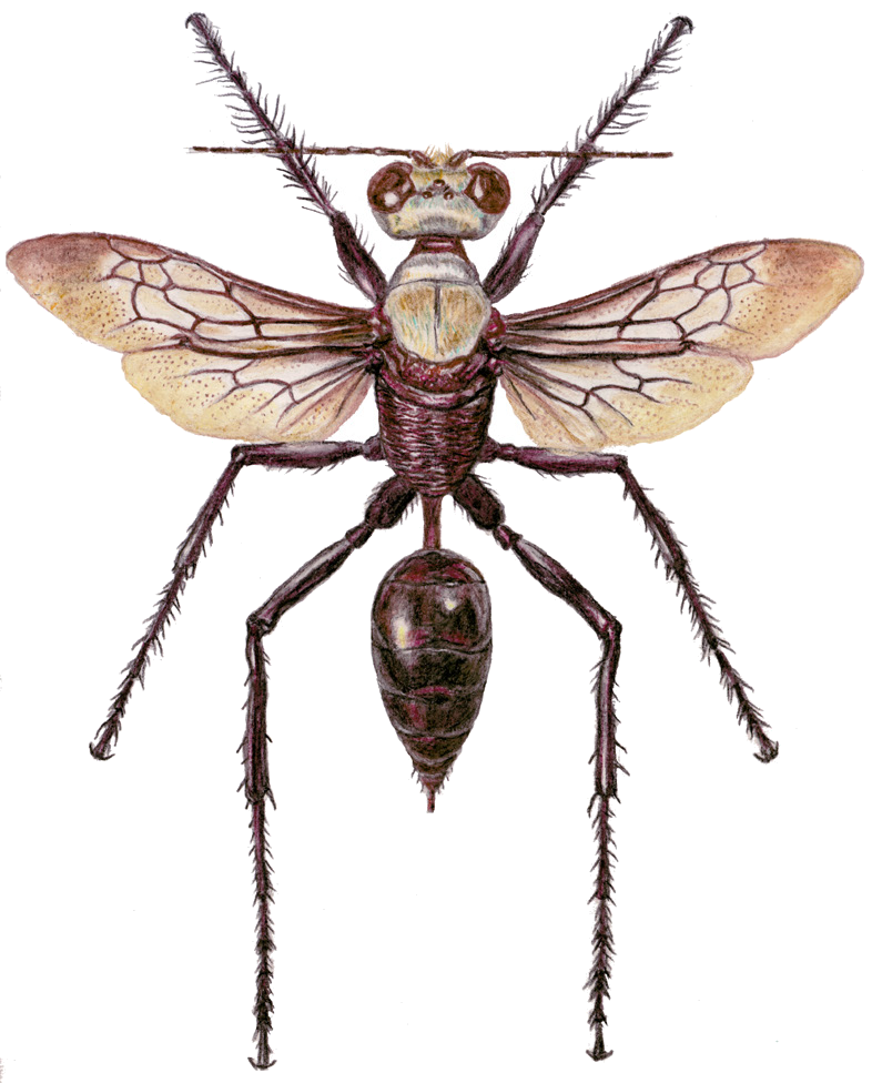 Prionyx macula lugens (Kohl, 1889)