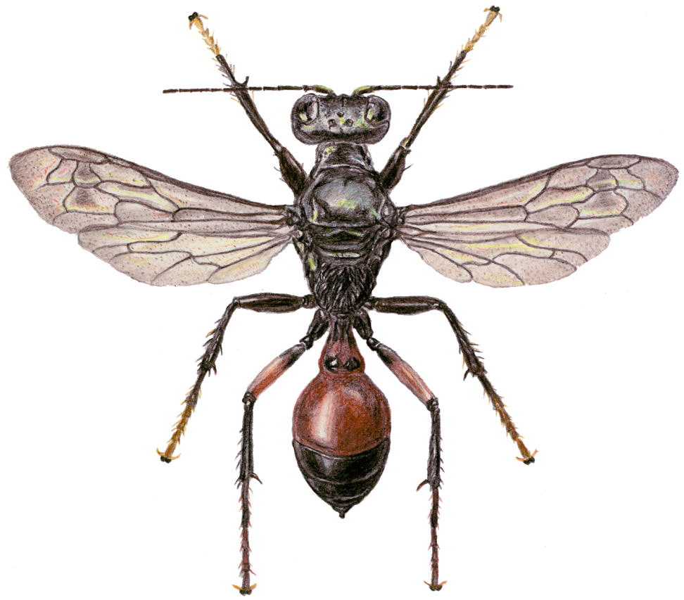 Lestiphorus oreophilus (Kuznetzov - Ugamskij, 1927)