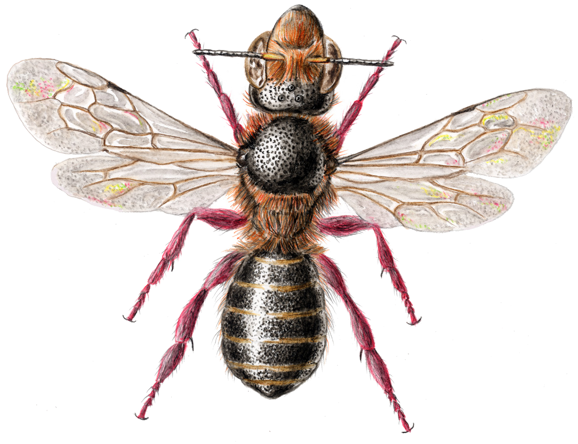 Hoplitis fulva (Eversmann, 1852)