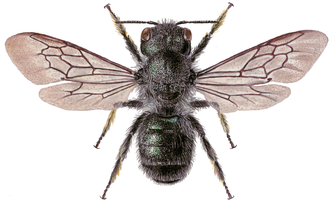 Metallinella leucogastra Morawitz, 1875