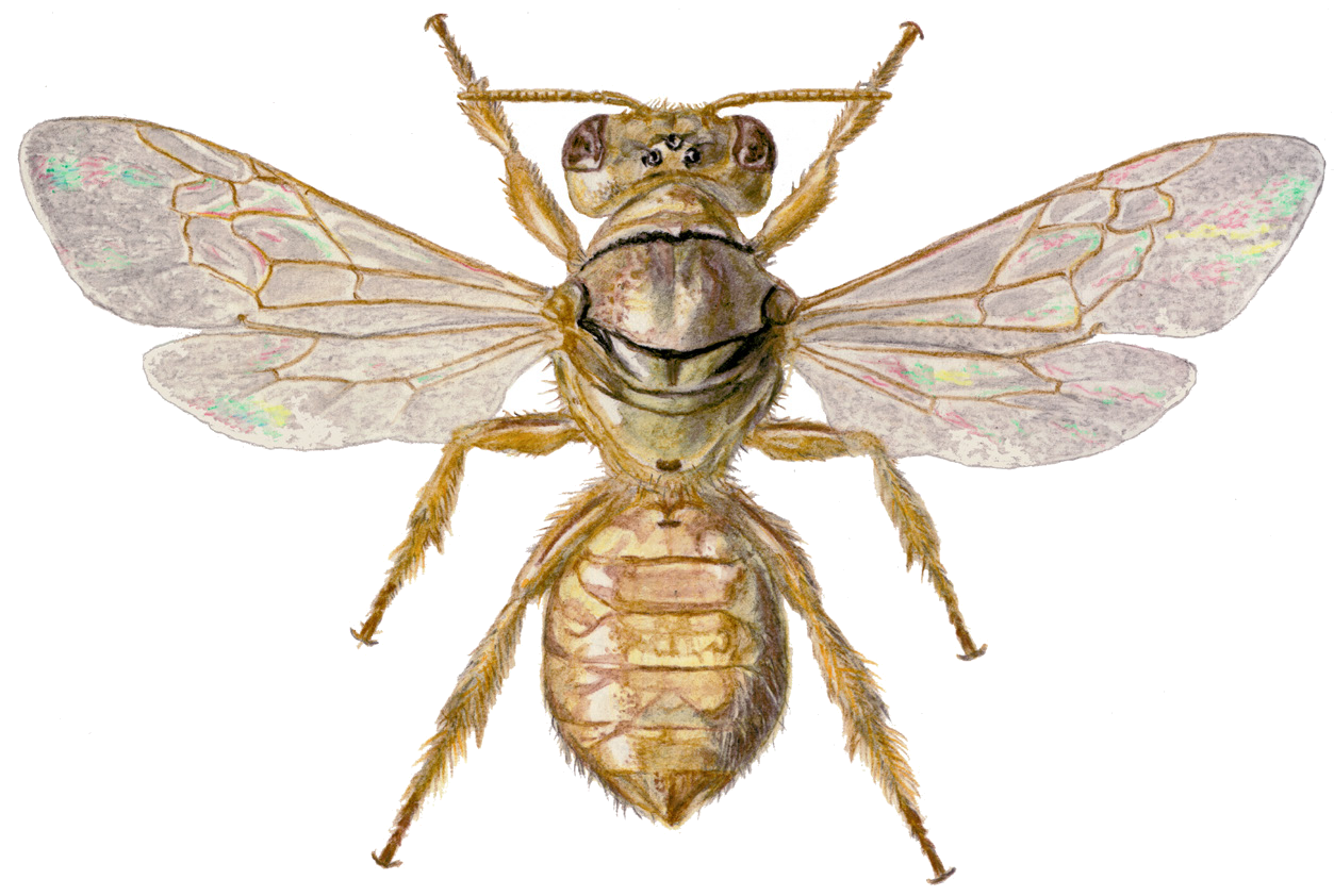 Pararhophites orobinus (Morawitz, 1876)