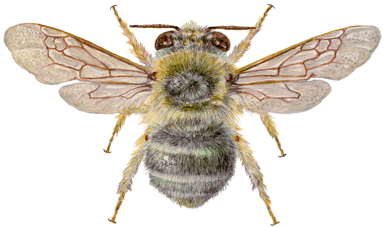 Anthophora gracilipes Morawitz, 1873