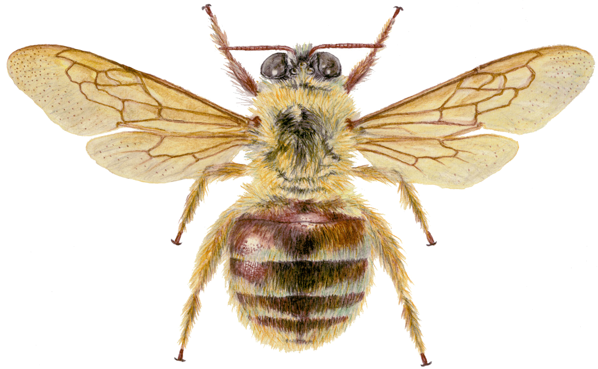 Xylocopa rufa Friese, 1901