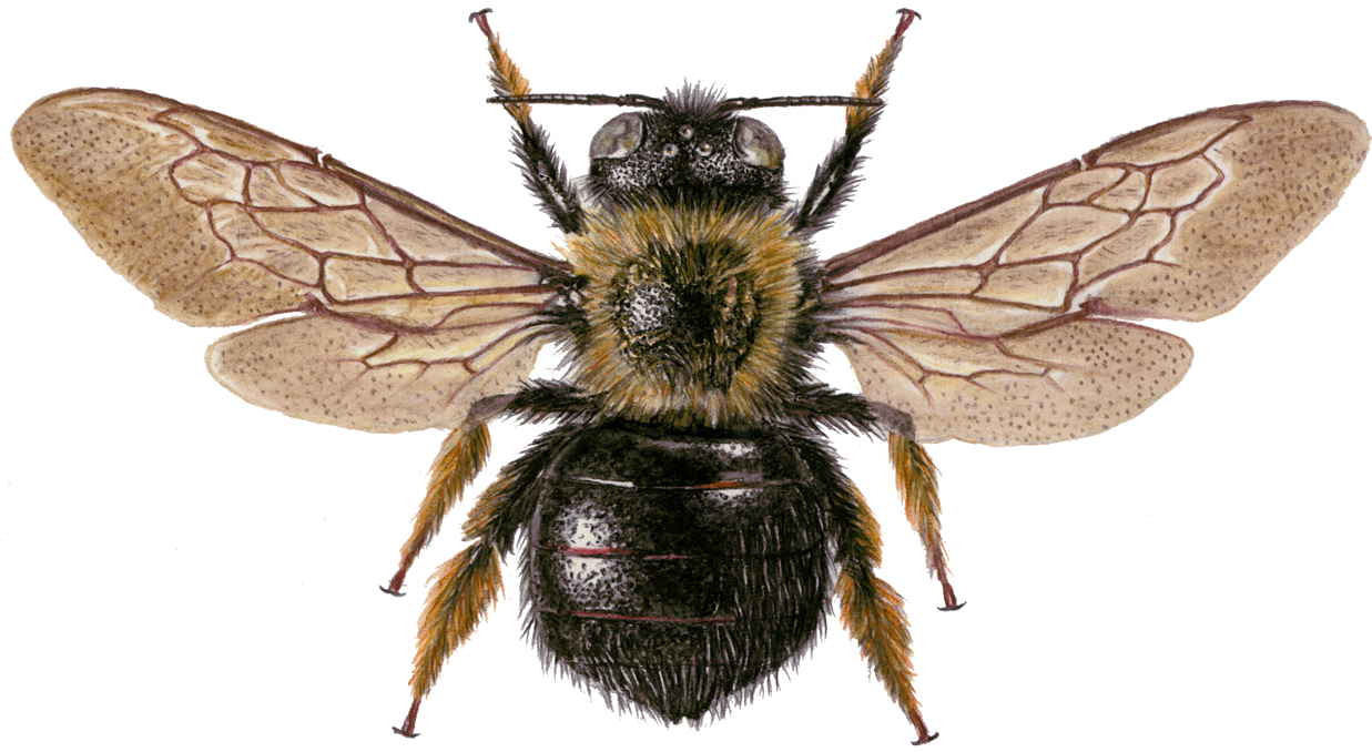 Xylocopa nitidiventris Smith, 1878