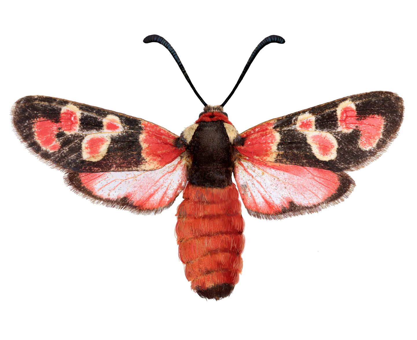 Zygaena truchmena Eversmann, 1854