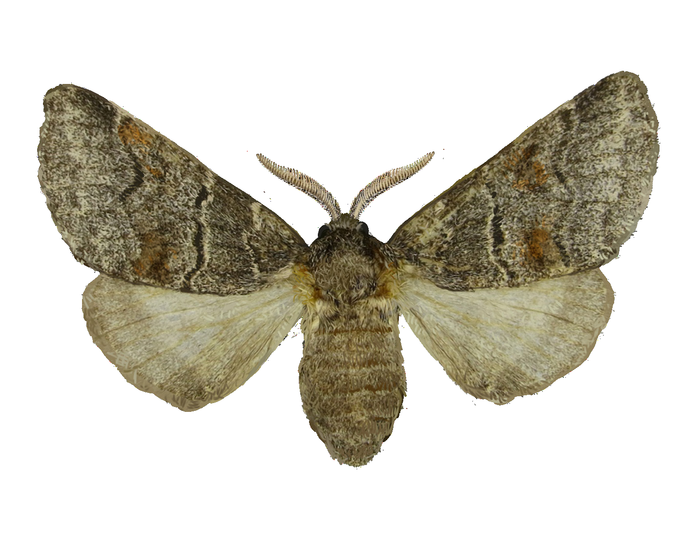 Gluphisia oxiana (Djakonov, 1927)