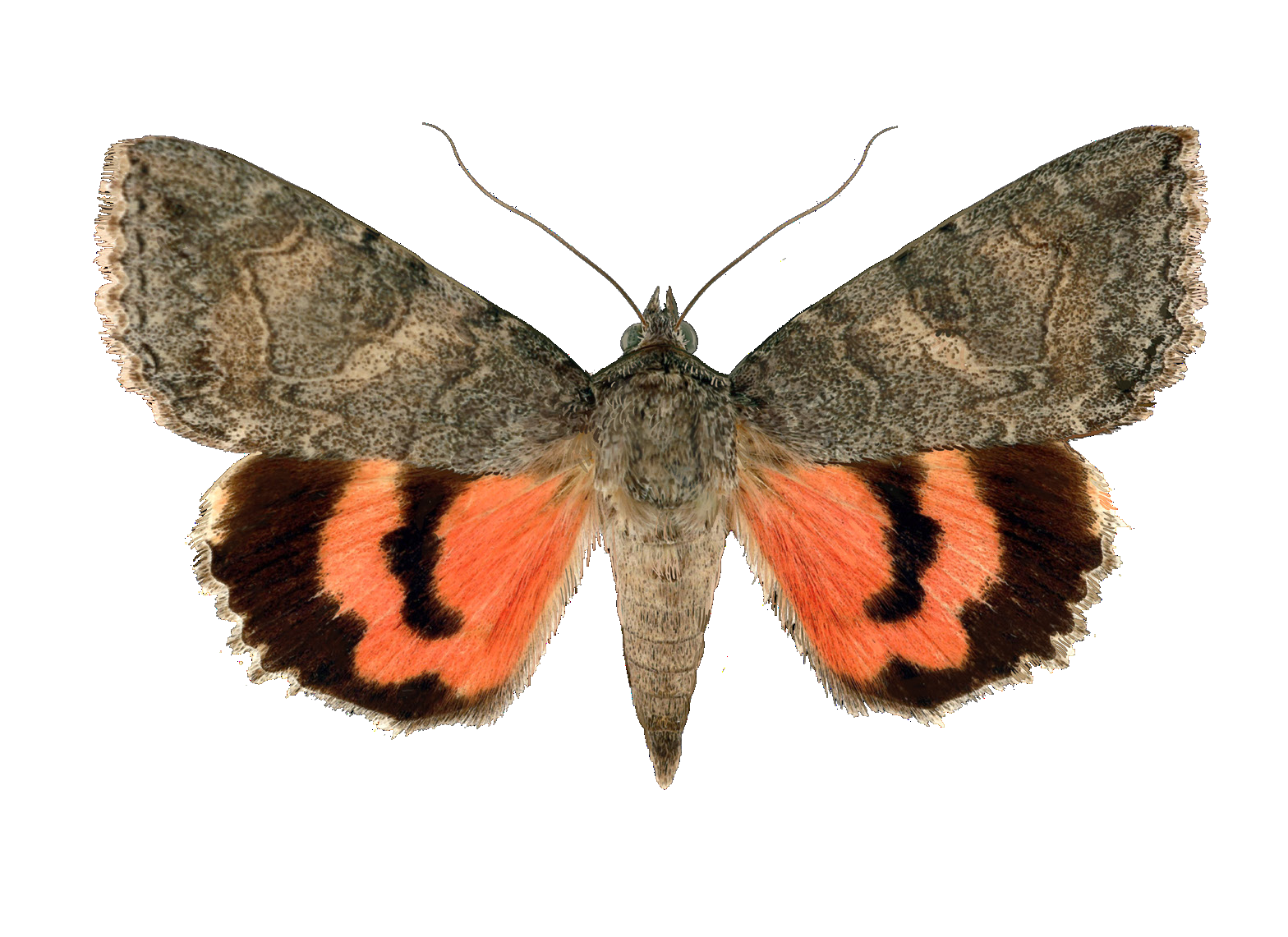 Catocala optima Staudinger, 1888