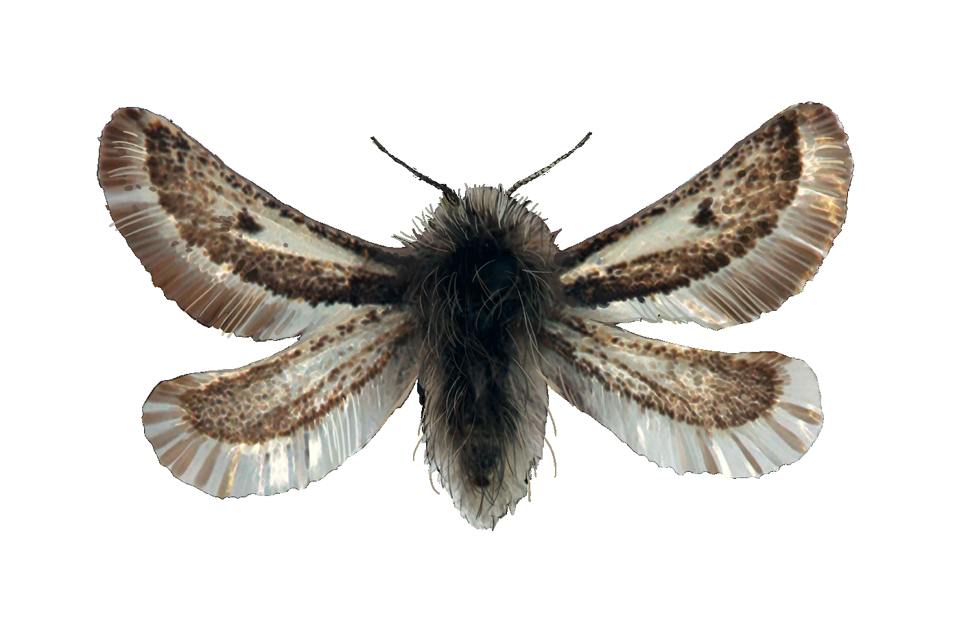 Cheimoptena pennigera Danilevsky, 1969