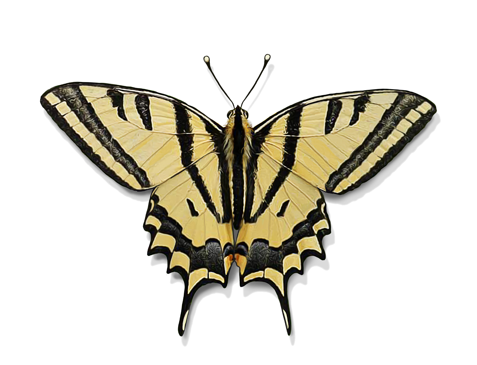 Papilio alexanor Esper, 1800
