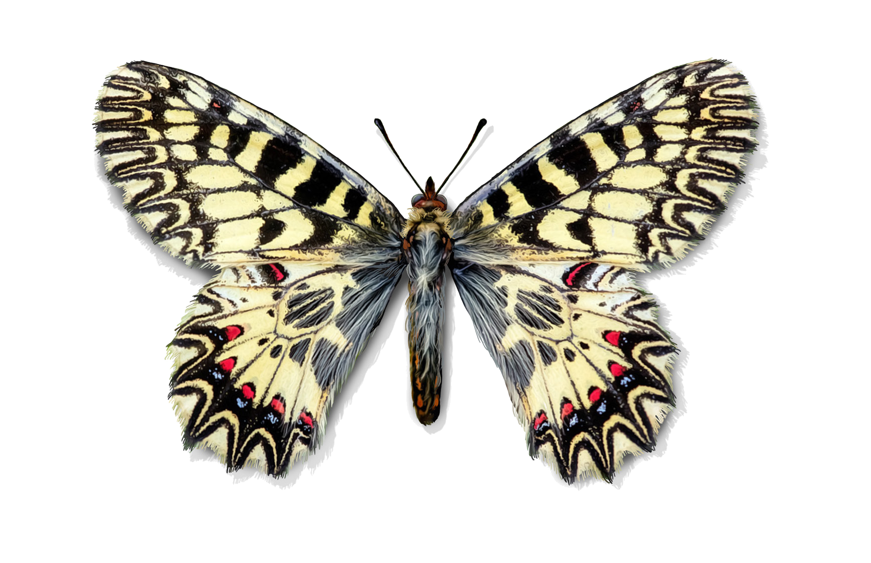 Zerynthia polyxena (Denis et Schiffermüller, 1775)