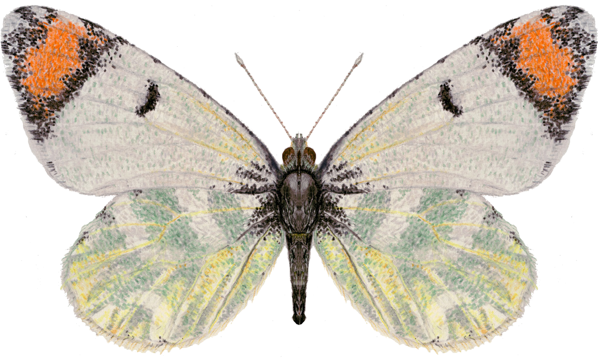 Microzegris pyrothoe (Eversmann, 1832)