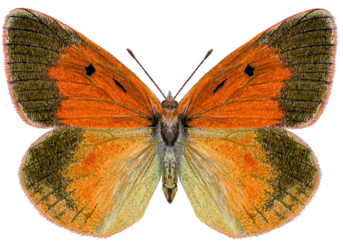 Colias wiskotti draconis Grum-Grzhimailo, 1891