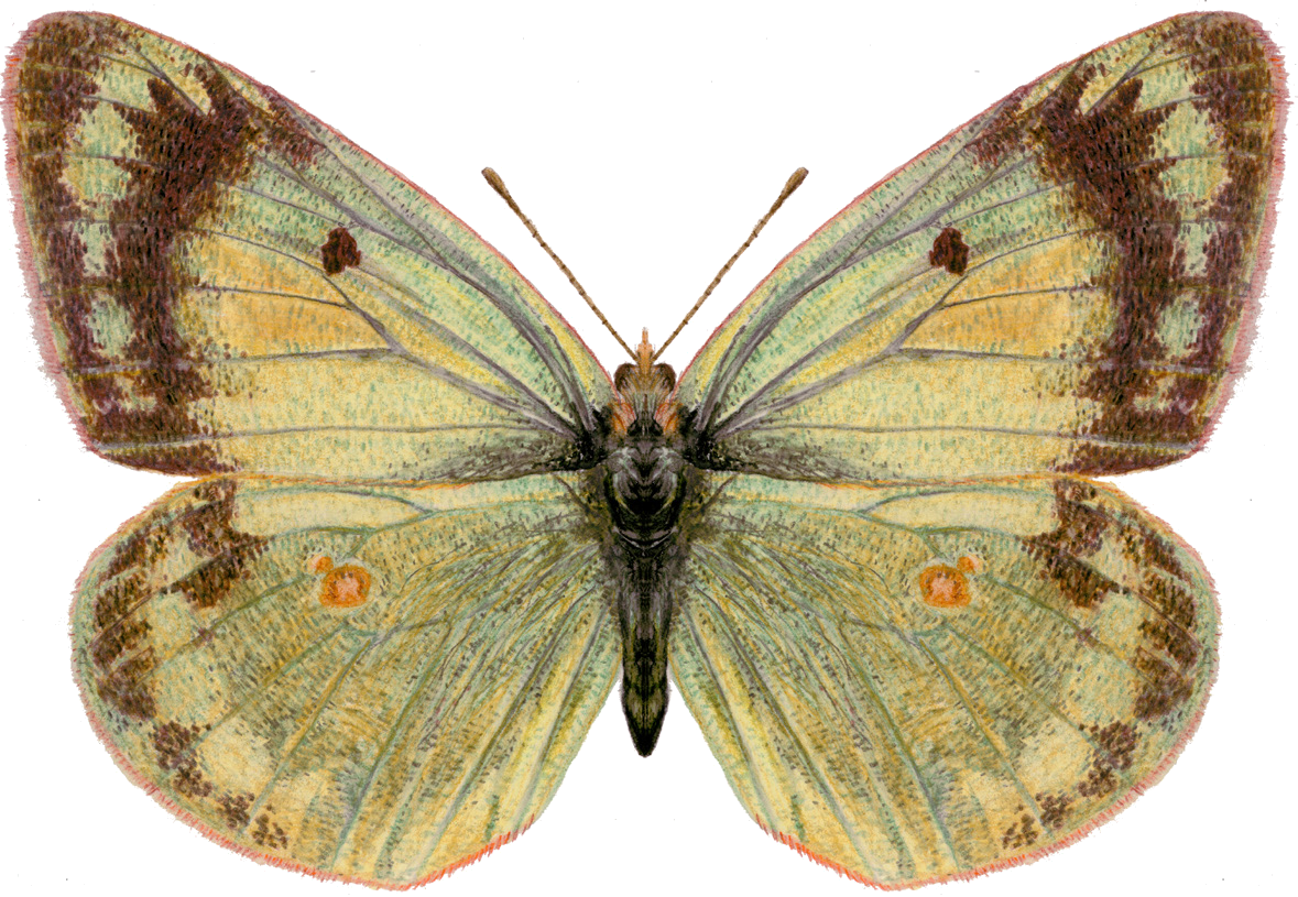 Colias erschoffii Alpheraky, 1881