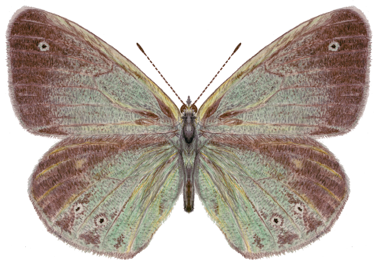 Coenonympha mongolica Alpheraky, 1881