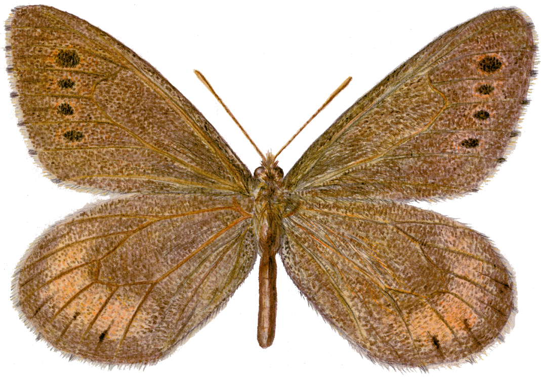 Oeneis mulla Staudinger, 1881