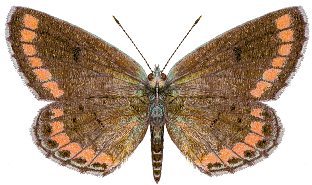 Aricia chinensis myrmecias (Christoph, 1877)