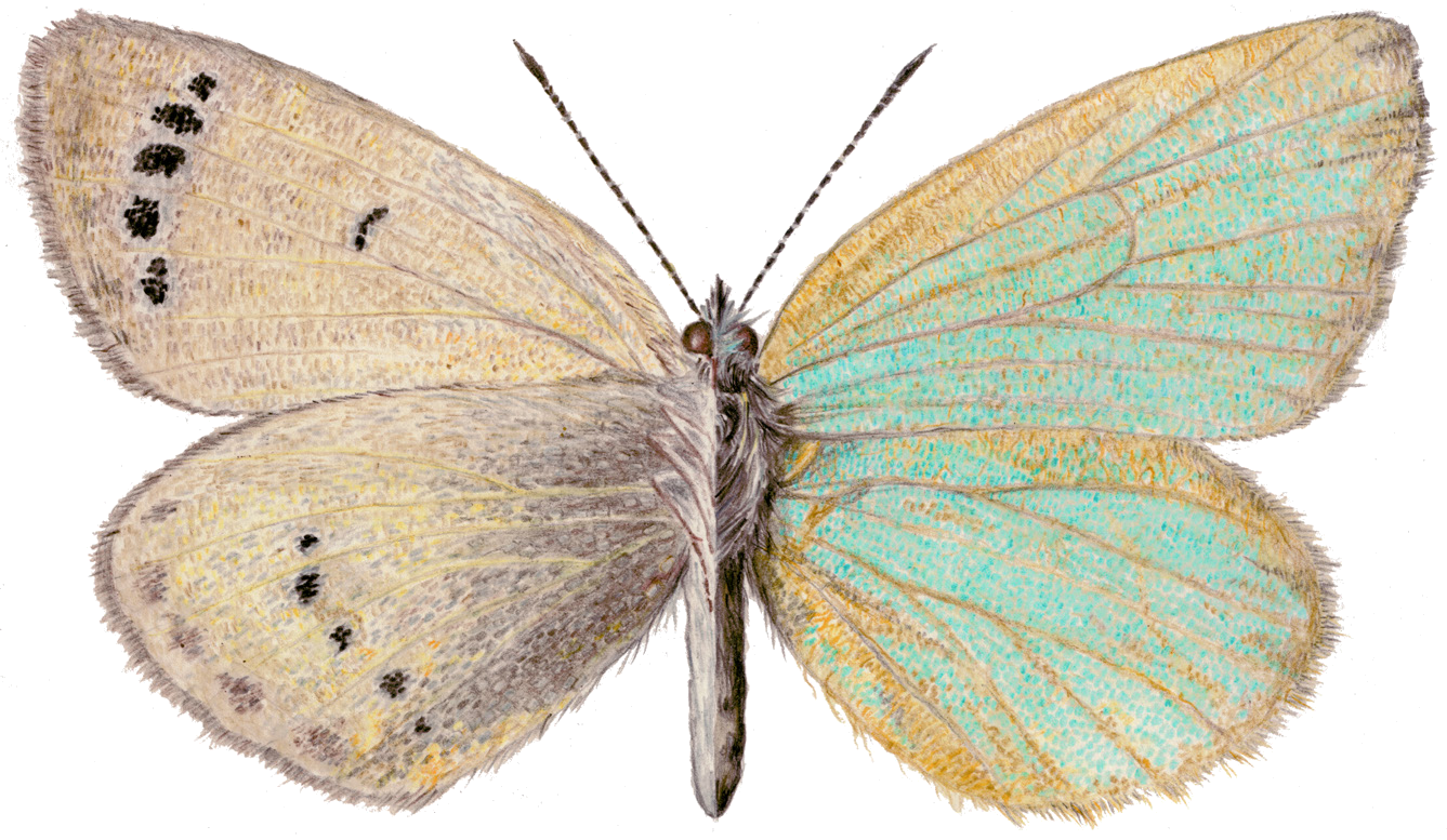 Glaucopsyche argali (Elwes, 1899)