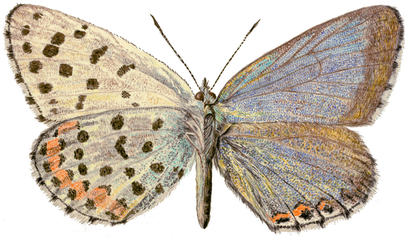 Pseudophilotes bavius (Eversmann, 1832)