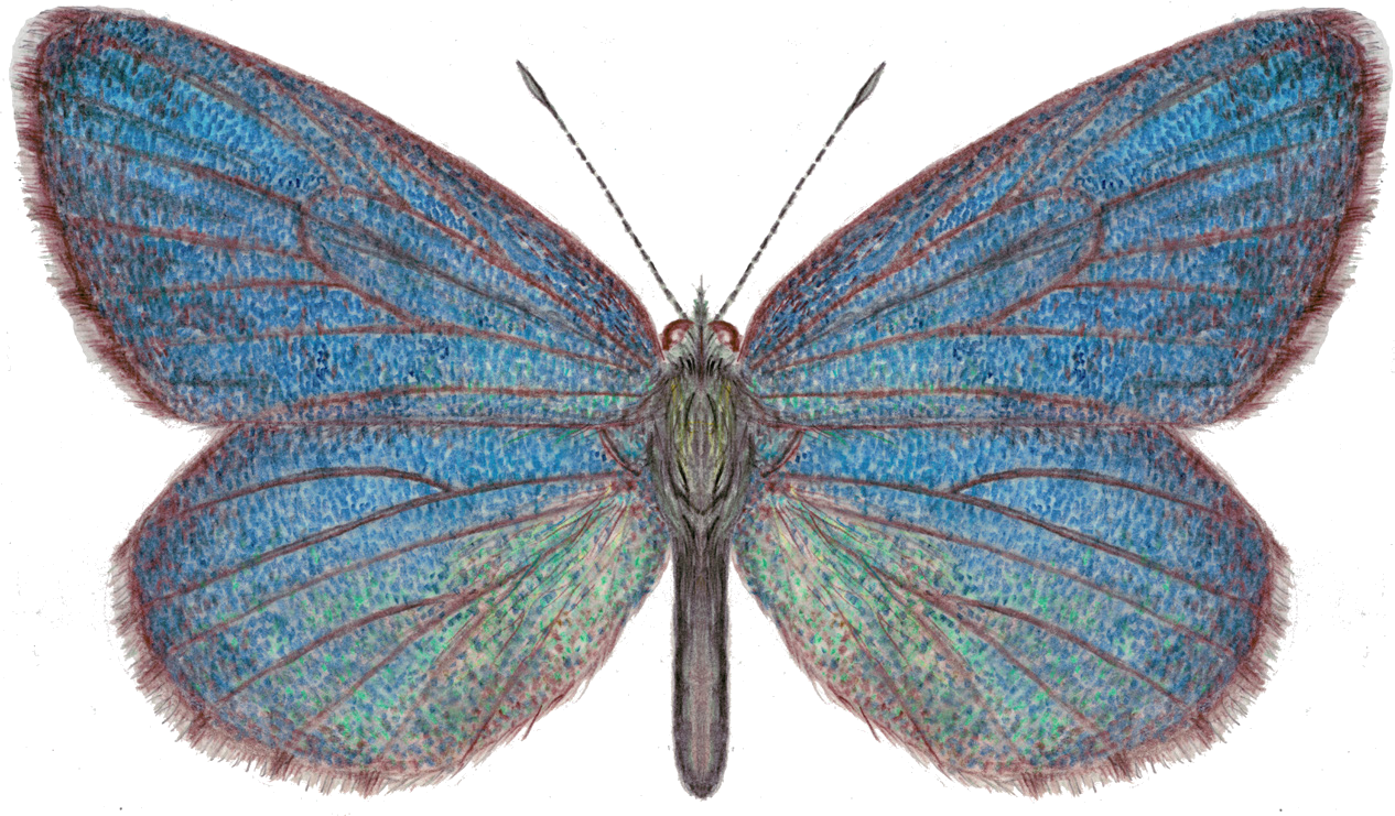 Paleophilotes panope (Eversmann, 1851)