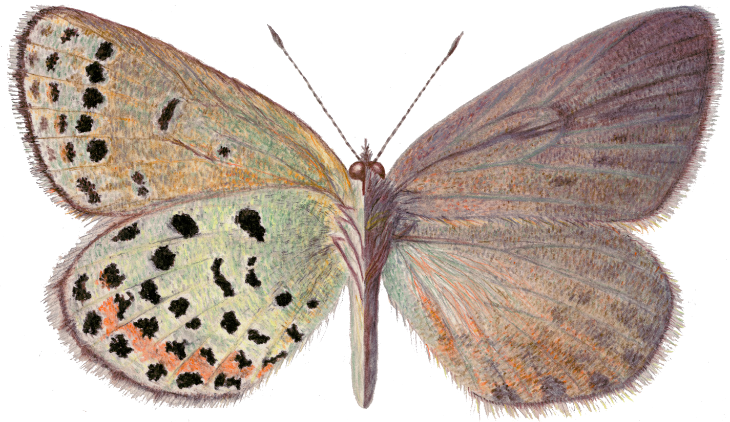 Otnjukovia tatjana (Zhdanko, 1984)