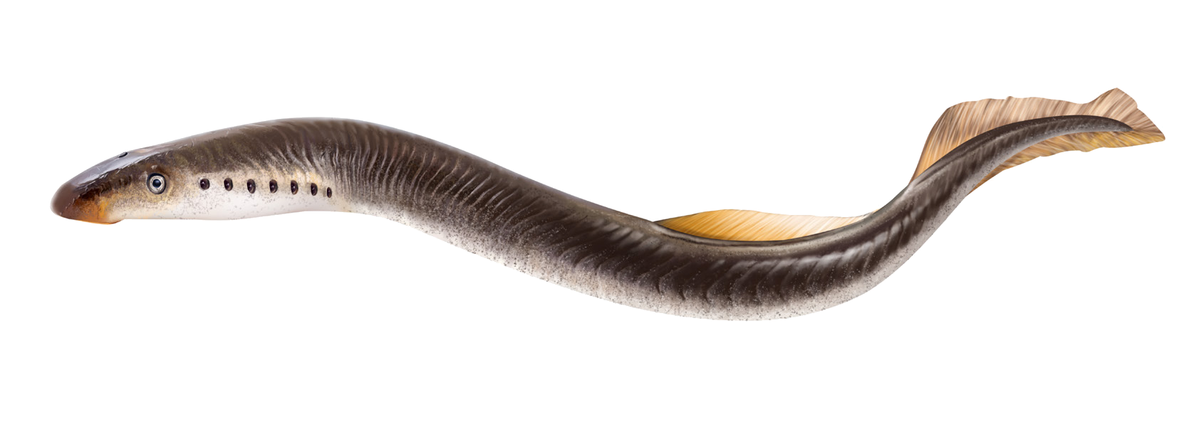 Caspiomyzon wagneri (Kessler, 1870)