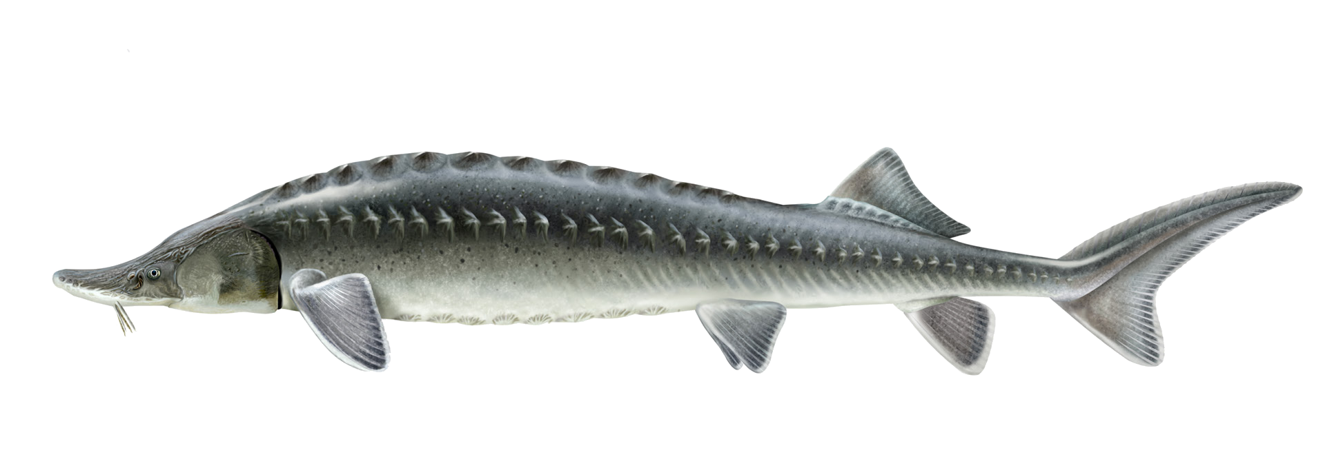 Acipenser baeri Brandt, 1869