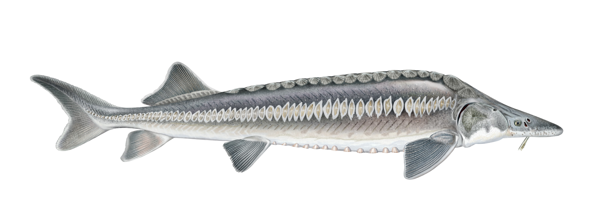 Acipenser nudiventris Lovetsky, 1828