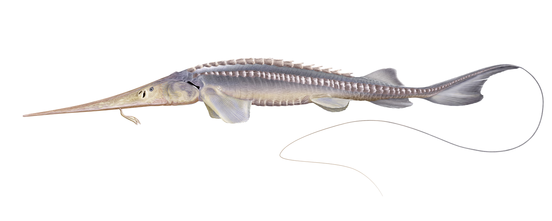 Pseudoscaphirhynchus fedtschenkoi Kessler, 1872