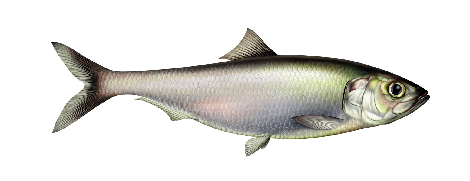 Alosa volgensis (Berg, 1913)