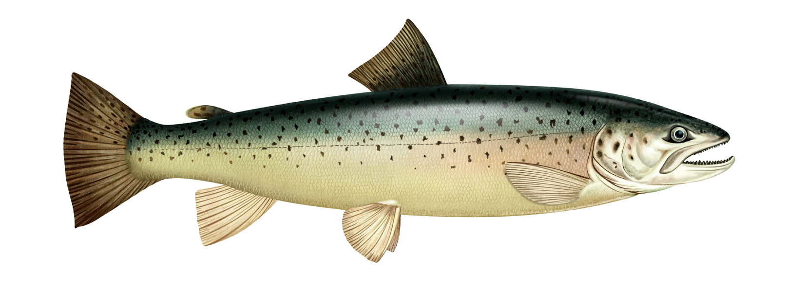 Salmo caspius Kessler, 1877