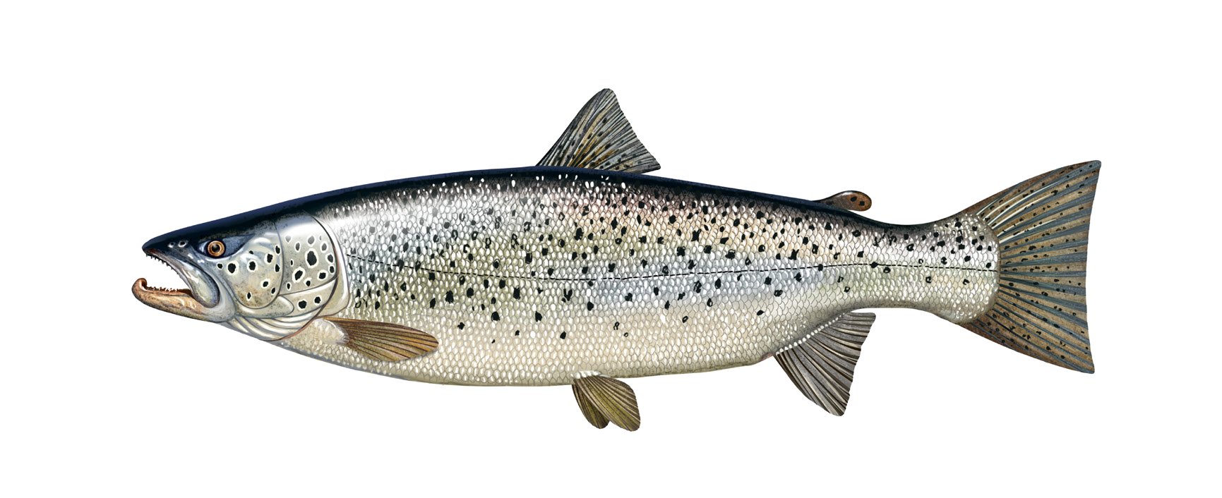 Salmo trutta Linnaeus, 1758