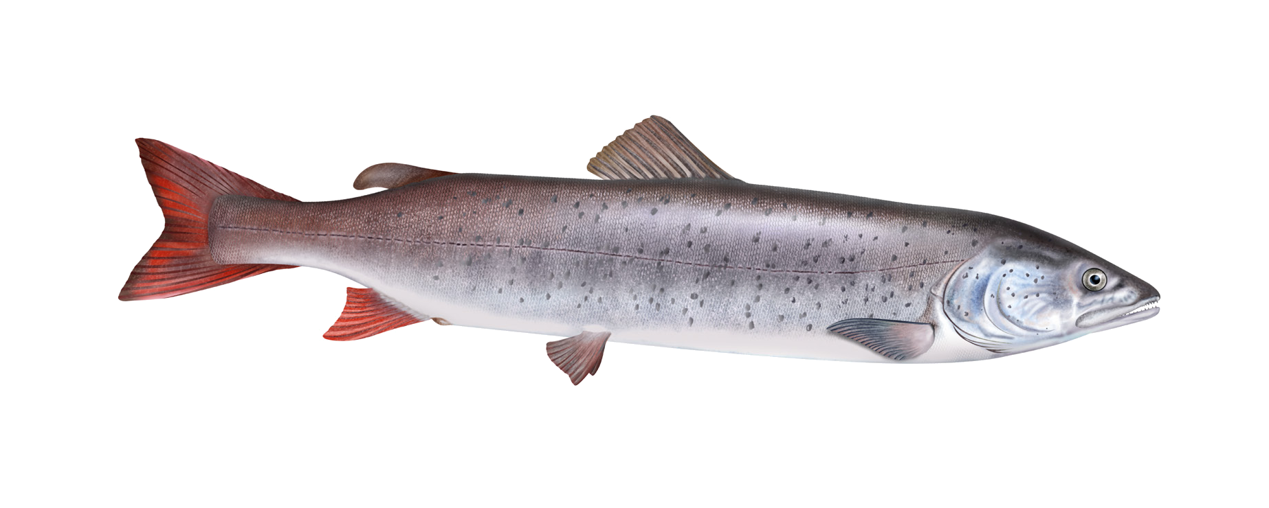 Hucho taimen (Pallas, 1773)