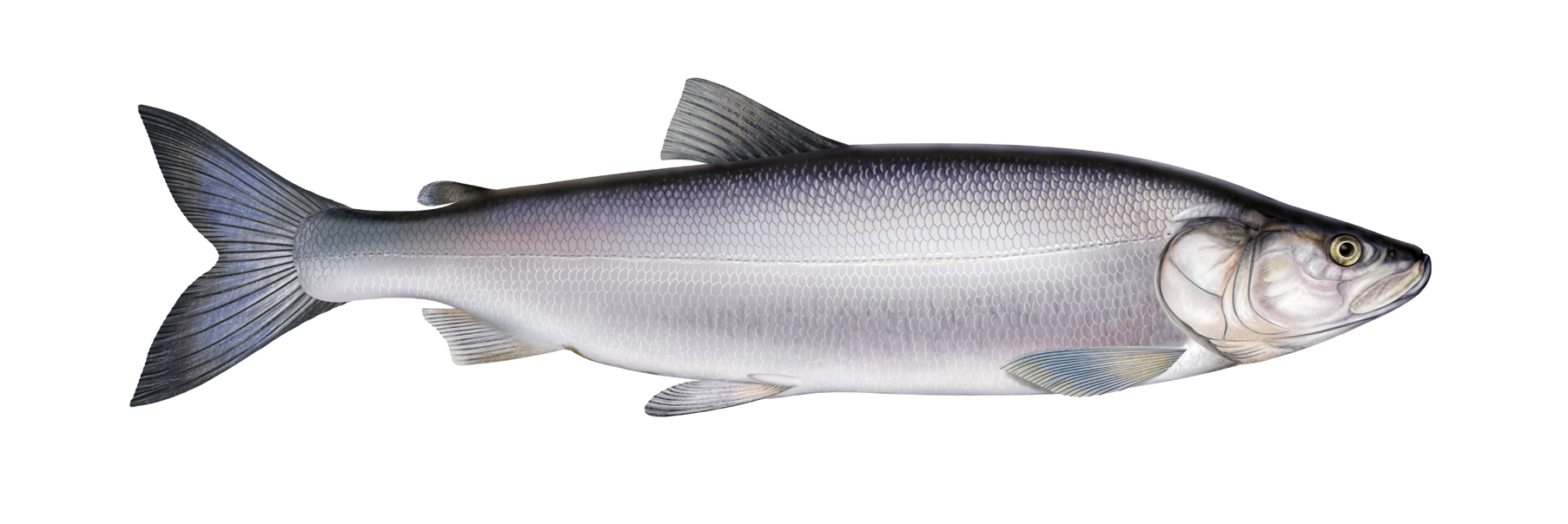 Stenodus nelma (Pallas, 1773)