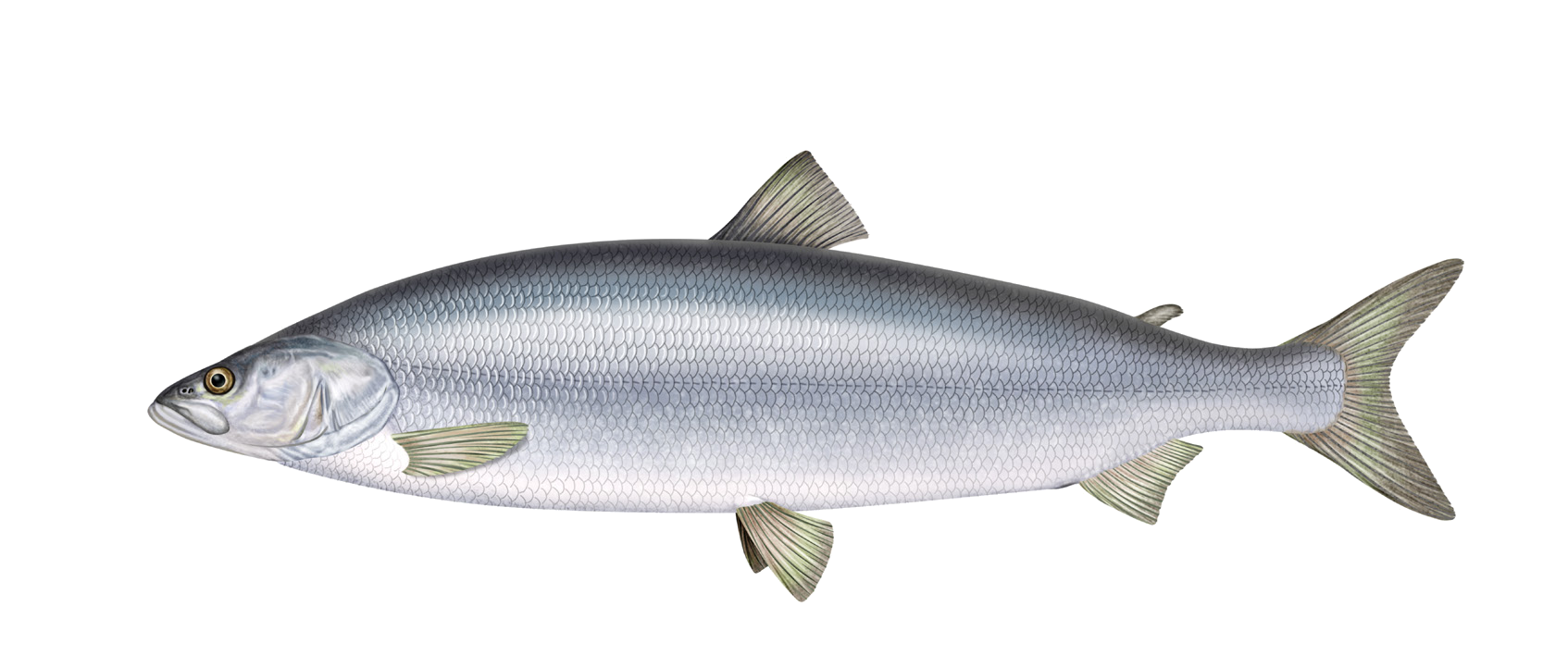 Stenodus leucichthys (Güldenstädt, 1772)