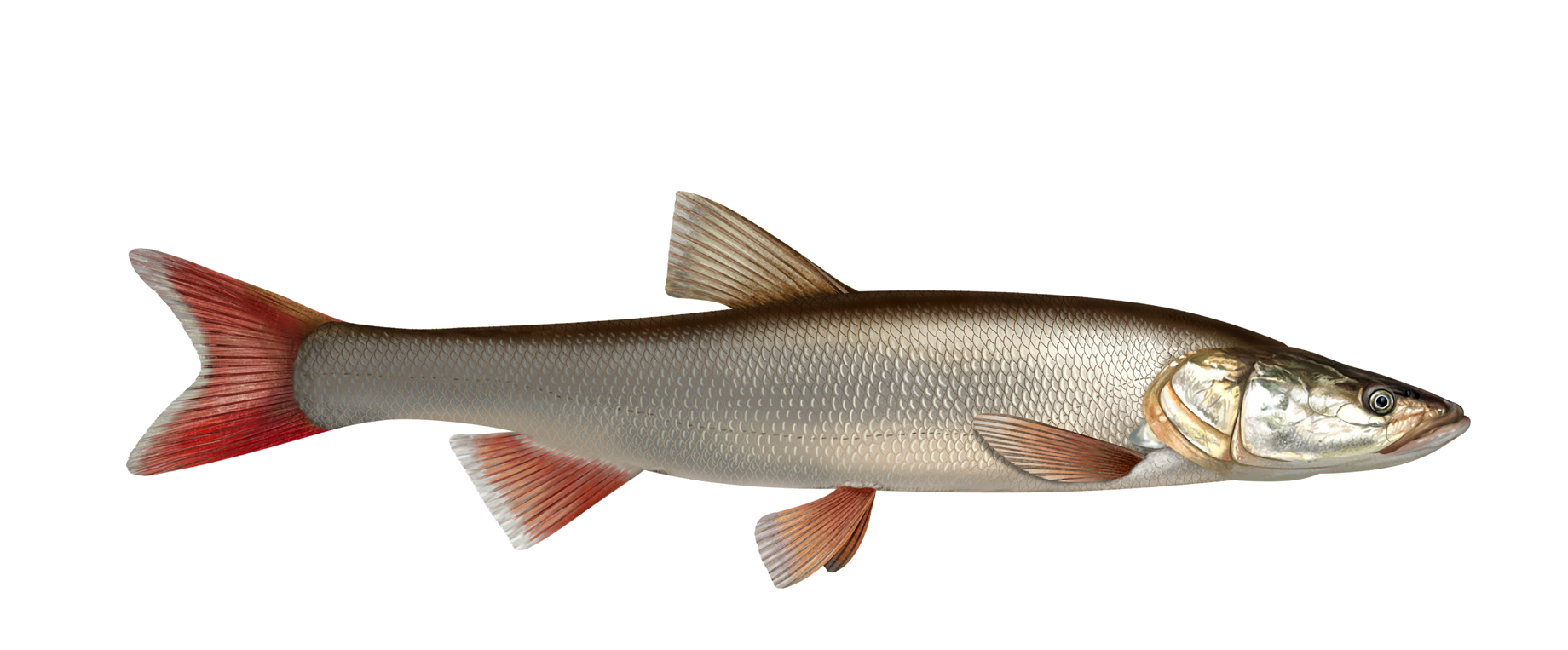 Aspiolucius esocinus (Kessler, 1874)