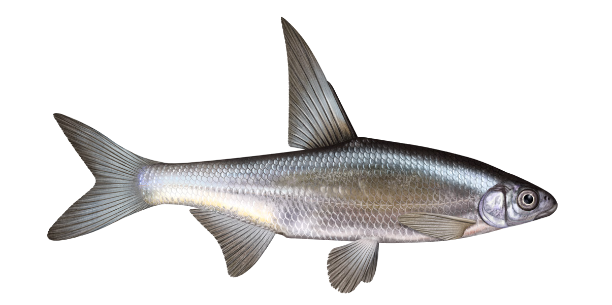 Capoetobrama kuschakewitschi (Kessler, 1872)