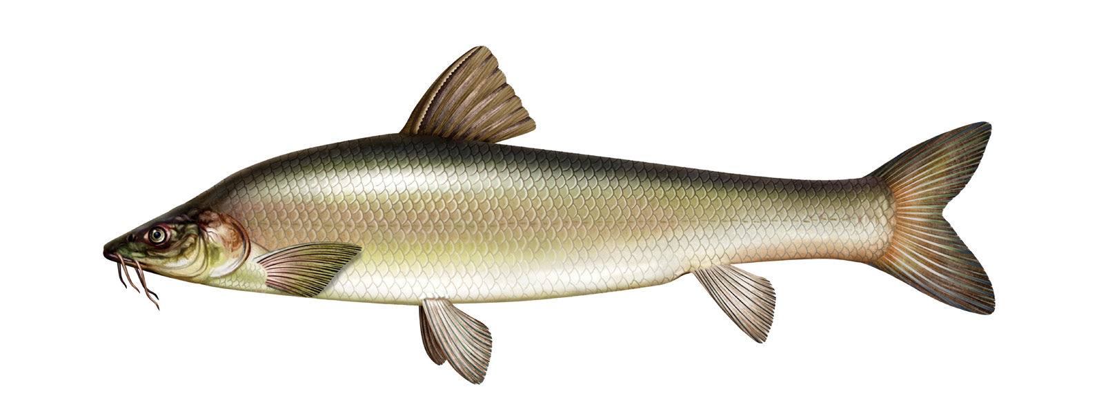 Luciobarbus brachycephalus (Kessler, 1872)