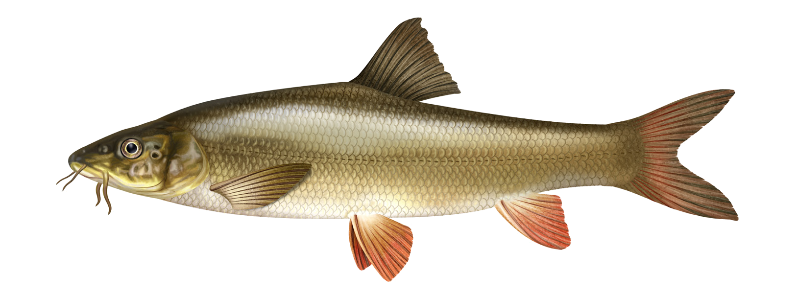 Luciobarbus capito (Güldenstädt, 1773)