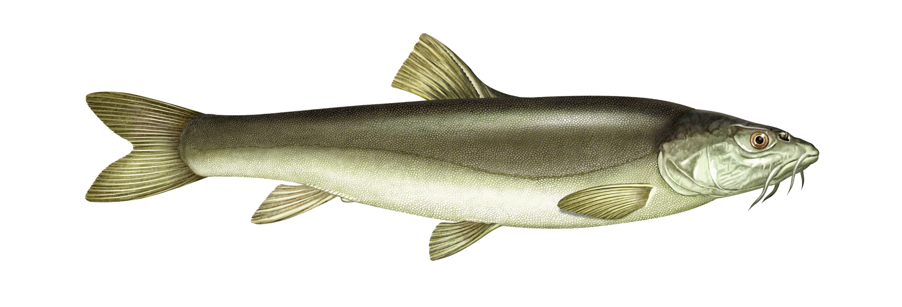 Schizothorax pseudoaksaiensis Herzenstein 1889