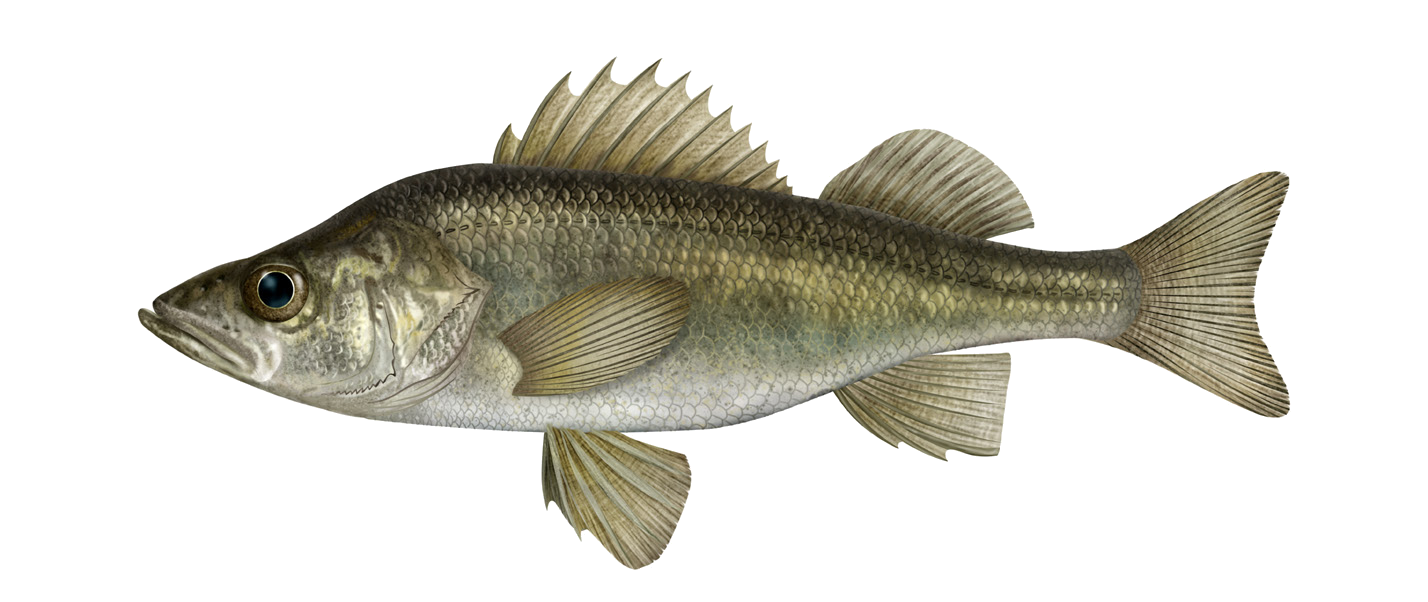 Perca schrenkii Kessler, 1874