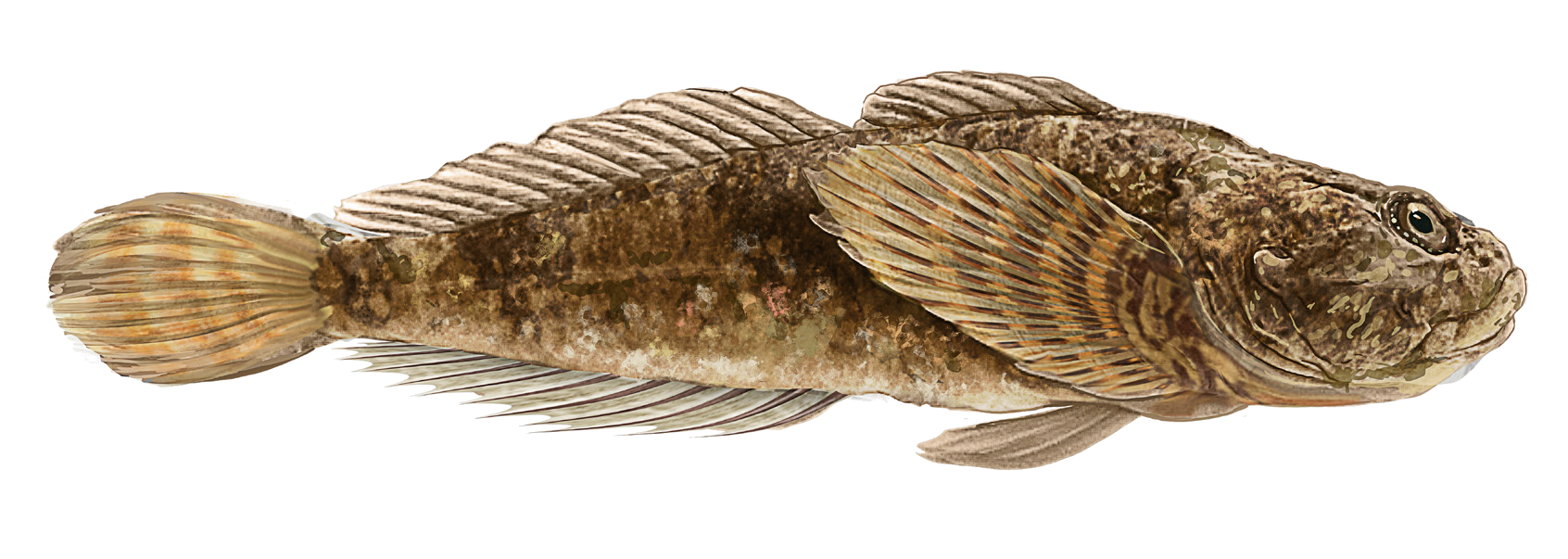 Cottus jaxartensis Berg, 1916