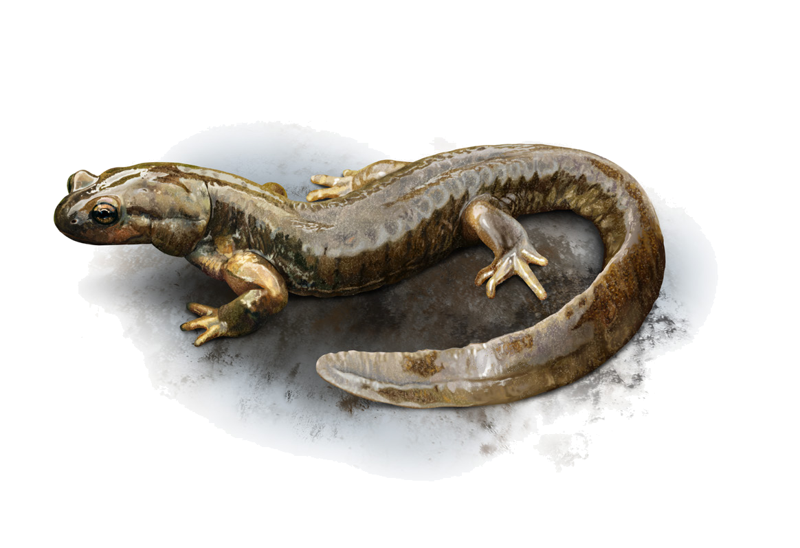 Ranodon sibiricus Kessler, 1866