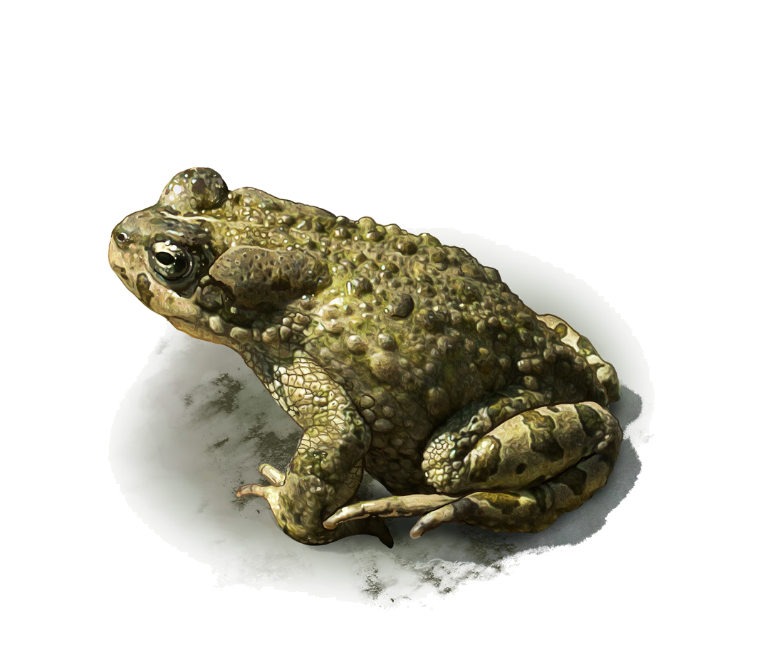 Bufotes pewzowi (Bedriaga, 1898)