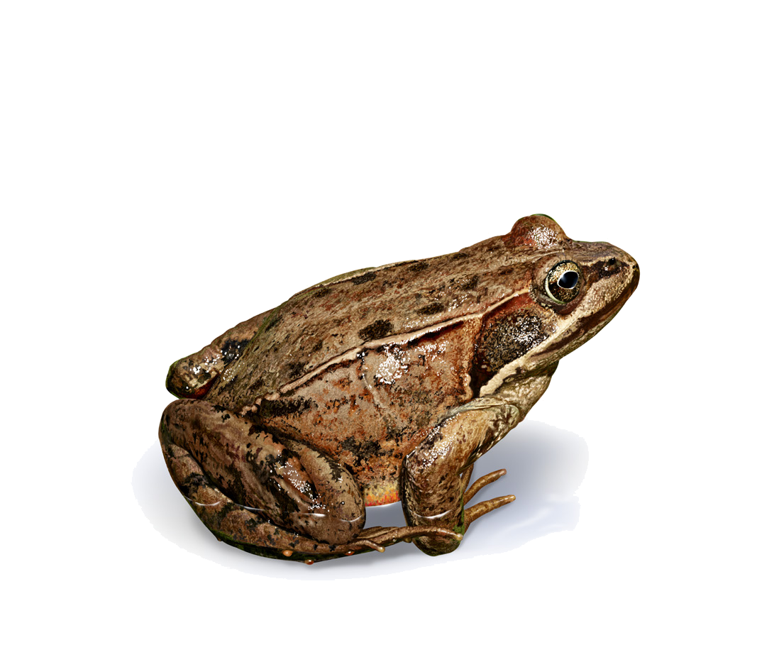 Rana asiatica Bedriaga, 1898