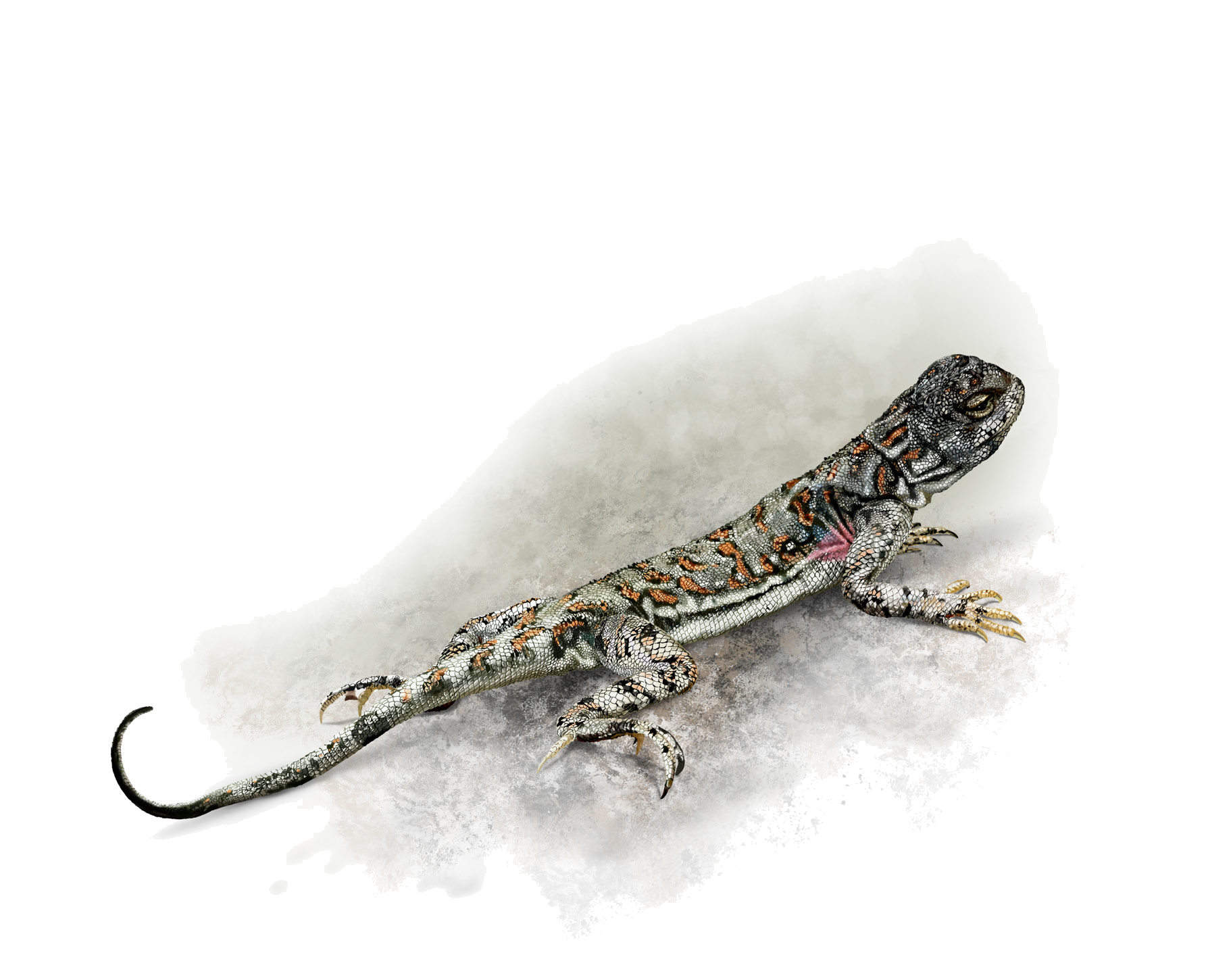 Phrynocephalus alpherakii (Bedriaga in Nikolsky, 1905)