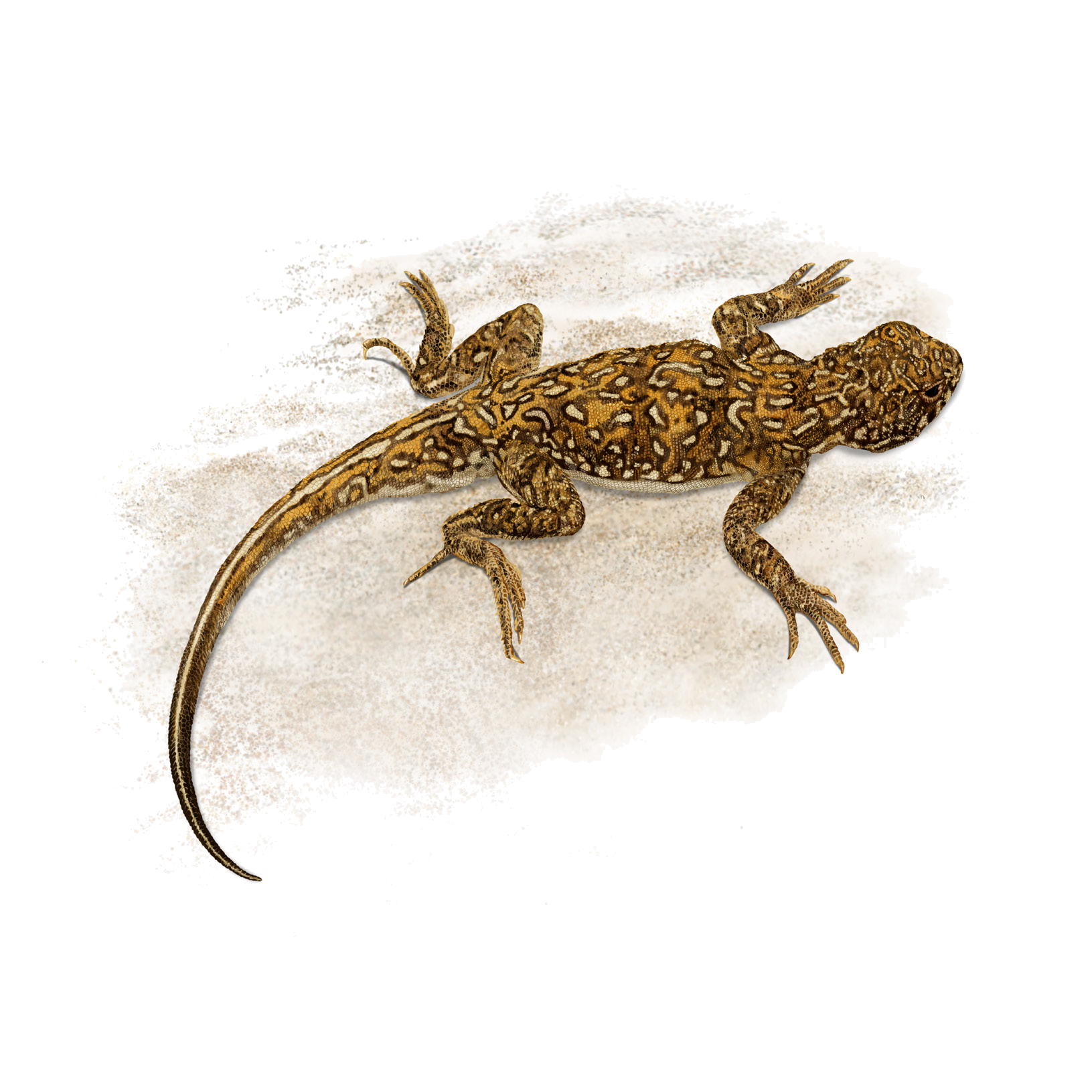 Phrynocephalus melanurus (Eichwald, 1831)