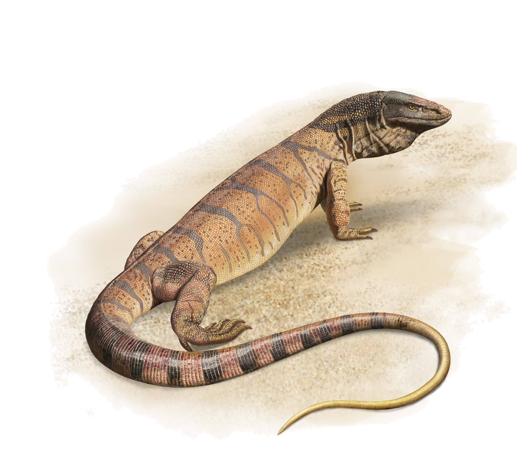 Varanus griseus (Daudin, 1803)
