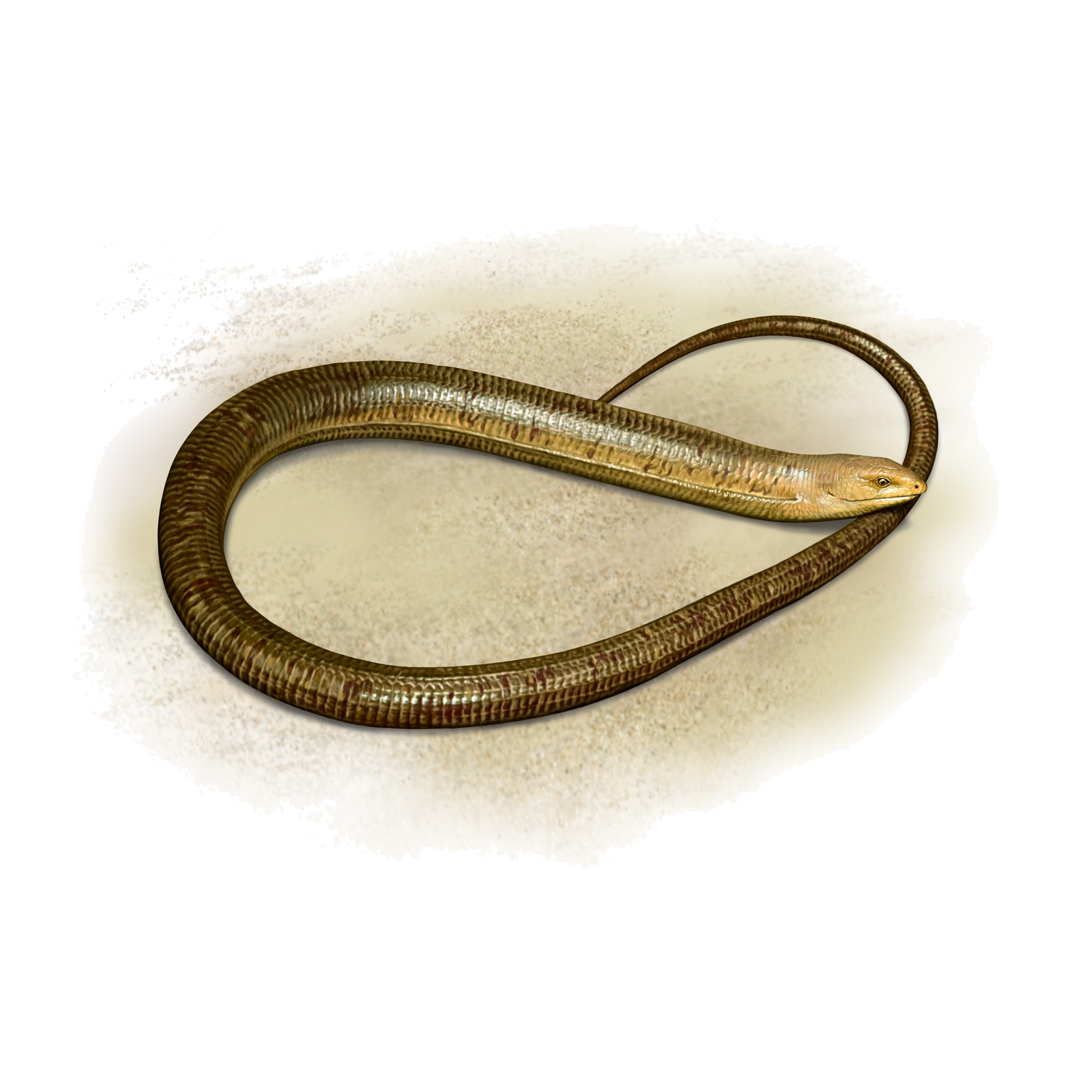 Pseudopus apodus (Pallas, 1775)