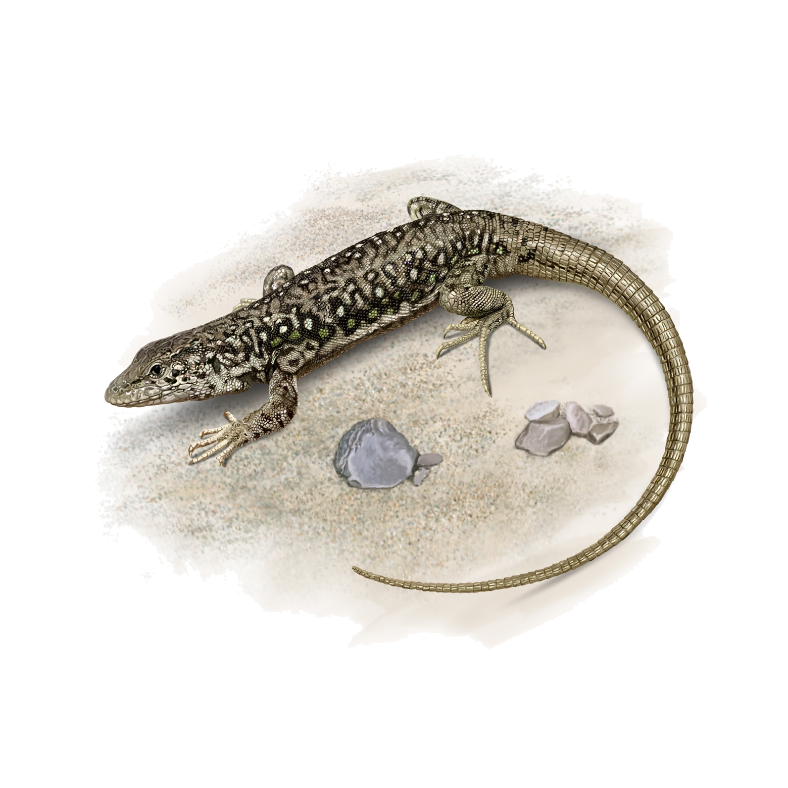 Eremias dzungarica Orlova et al., 2017