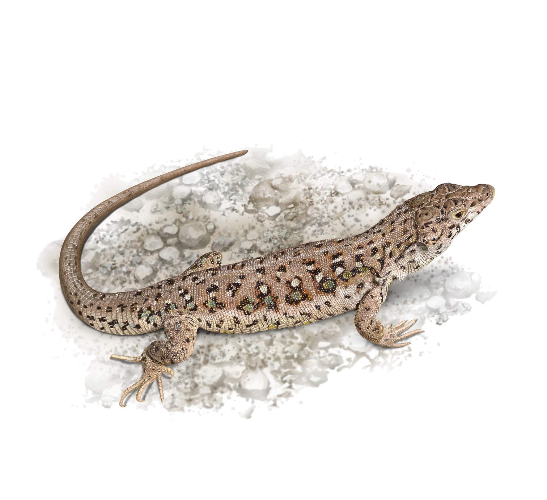 Eremias stummeri Wettstein, 1940